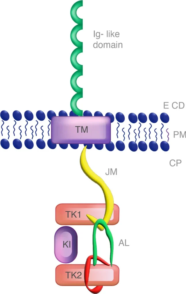 FLT3 monomer