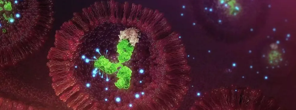 Antibody Drug Conjugate Services (ADC) Bioanalytical Services: Hybrid LC-MS & LBA Technology Solutions