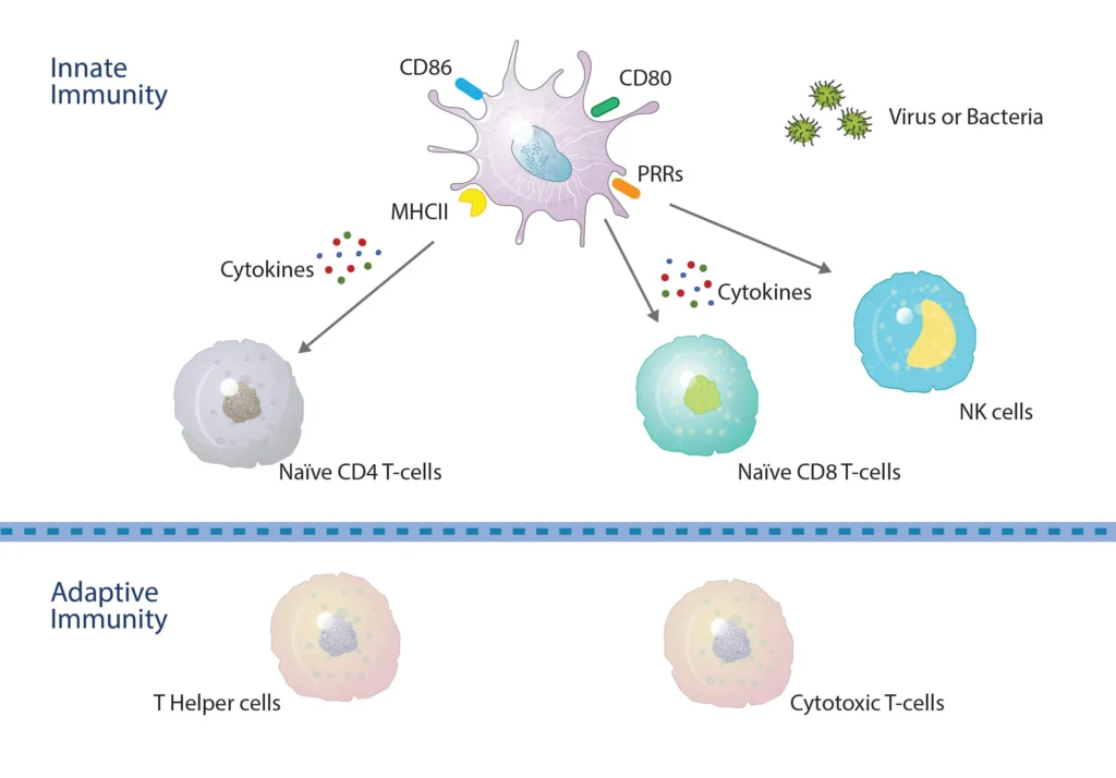 Dendritic Cells