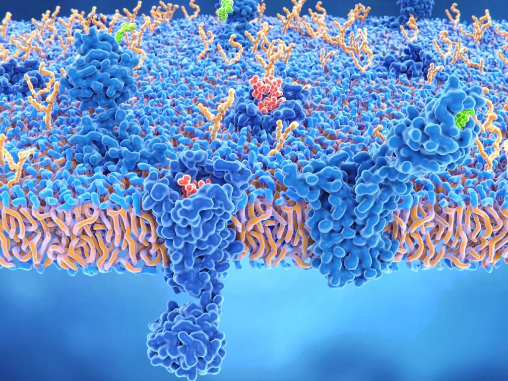 Two brain cell receptors delta opioid receptor and cannabinoid receptor