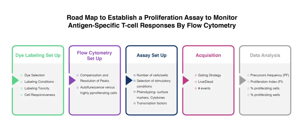 proliferation assay