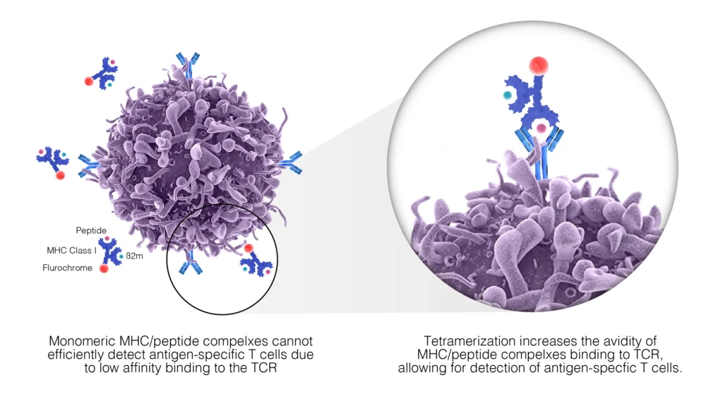 TCR labelling flow cytometry applications