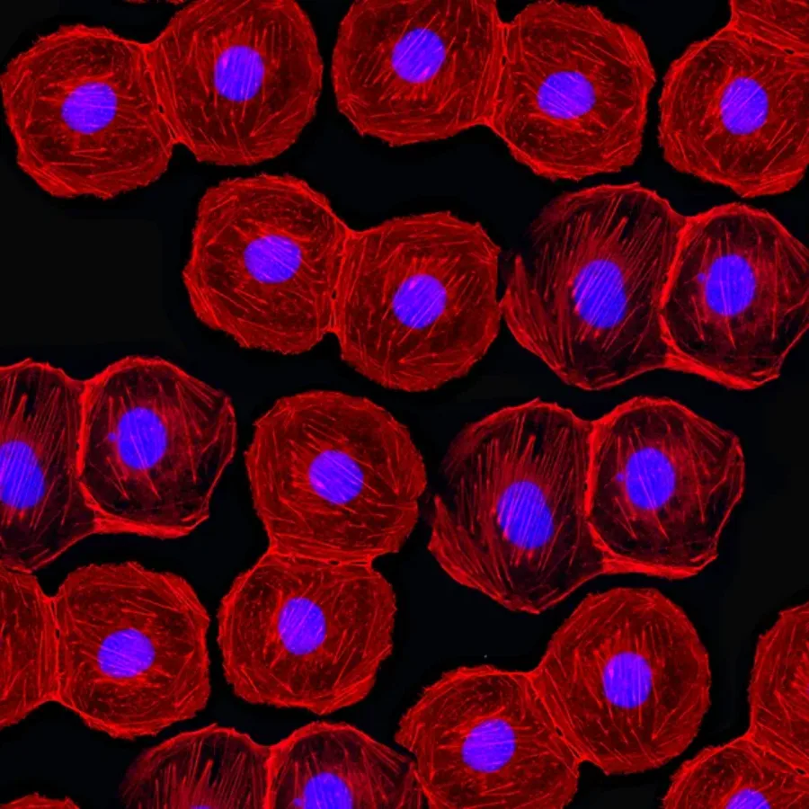 Fluorescent stem cells under the microscope