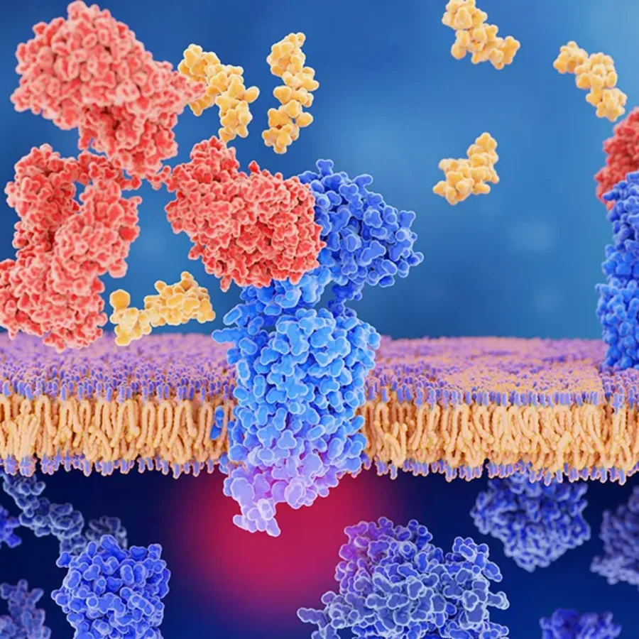 Migraine therapy: Calcitonin gene related peptide (CGRP, yellow) bound to its receptor (left), monoclonal antibody (red) blocking the CGRP receptor,
