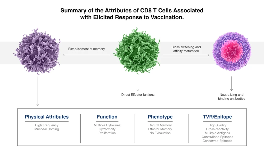 CD8 T cells