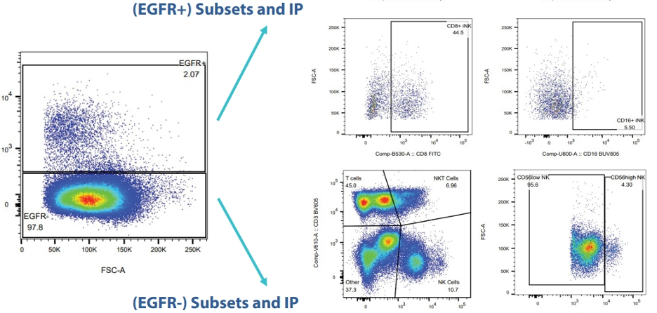 (EGFR+) Subsets and IP