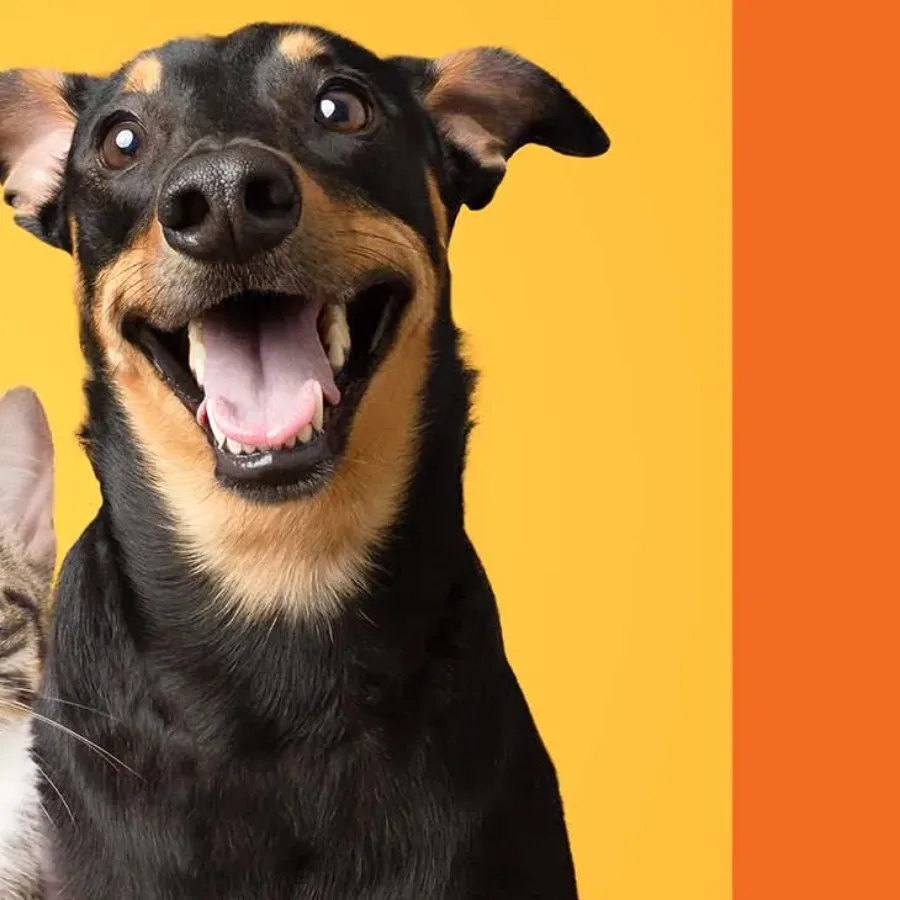 Key Trends Animal Health