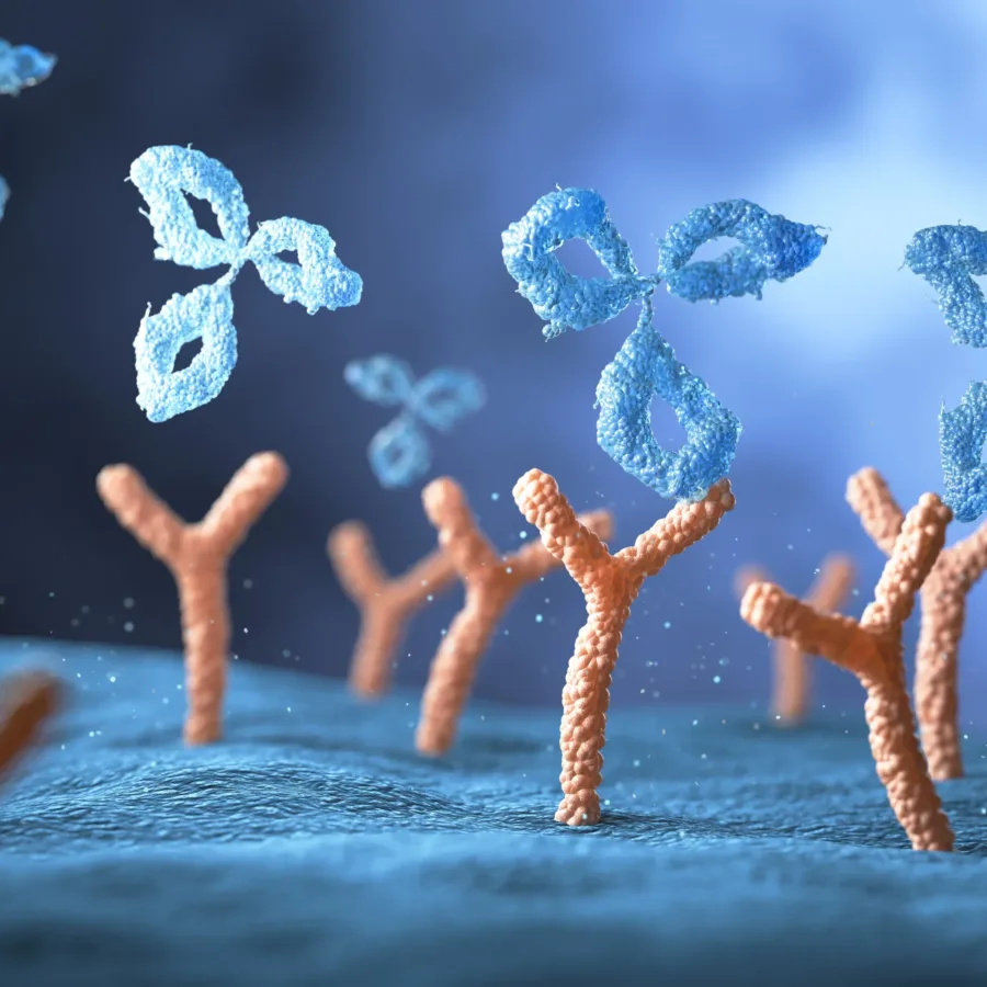 Human antibodies bind to human cell receptors, 3d illustration.